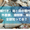 【図解付き】知らなきゃ損！海と貝の専門用語集！ 外套膜、潮間帯、殻高等