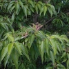 Cornus macrophylla　クマノミズキ