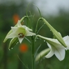 いつのまにか咲きはじめた秋の花たち