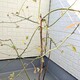ブルーベリーの木にたくさんの花のつぼみが