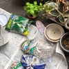 観葉植物はじめました！〜植え替え＆ニューフェイス紹介篇〜