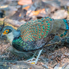 コクジャク4種（Peacock Pheasant)