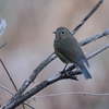 ルリビタキ　♀