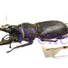 【Memorandum】"Gnaphaloryx miles var. laticornis Boileau 1903"(?)