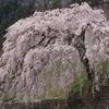 飛騨の春景色【岩太郎のしだれ桜】