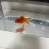 カブの次は