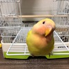 我が家のコザクラインコが可愛すぎてしんどい！これ見て癒されていけ！！？