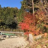 2019.11.28 紅葉の秋川国際マス釣場