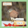 守谷沼（守谷市）｜チョウゲンボウ、ノスリなど 【3月】