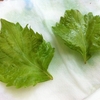 SHISO