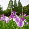 袖ケ浦公園の「花菖蒲」