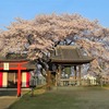 佐保神社境内の親子桜が満開　桜とアオサギも