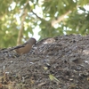 【野鳥】近くの公園で　シメ　に出会いました