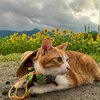 【旅行記】　あずきちゃんがいっぱい50