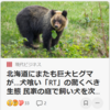 【全国的に頻発するクマ被害について……6／11－13　新潟、登山中クマに襲われ50代男性が負傷】#241