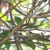 メジロモリムシクイ White-spectacled Warbler