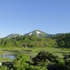 ハクサンコザクラと火打山