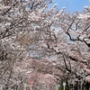 賀茂川沿いと植物園の桜　ウクライナはどうなる？