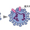 エンベロープ型のウィルスには『〇〇乳酸菌』