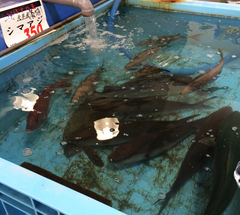 ★宇土マリーナ