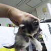 泥だらけだった子猫 4