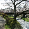 大石寺の桜