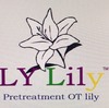 LY Lilyご説明　 We are working on the OT hybrid lily bloom much more beautiful.