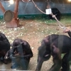 【旭川 動物園】「旭”山”動物園」、我的No.1はチンパンジーで決まりっ！