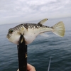ようやく釣りにいけた