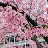 春の日本橋を歩いてきたよ！：人形町･水天宮TOKYO WALKING MAP