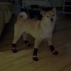 靴下って、歩きにくい・・・柴犬動画