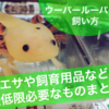 ウーパールーパー 共食いするけど 指や腕も再生するキセキの生態系でっせ 情報弱者でごめんなさい ウーパールーパー 共食いするけど 指や腕も再生するキセキの生態系でっせ 情報弱者でごめんなさい