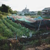 7月上旬の早朝散歩（2024.07.08）Ⅳ
