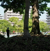 橋のある風景への旅⑦清澄白河『木場公園大橋と東京都現代美術館とカフェ 二階のサンドイッチ』