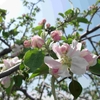 リンゴの花っこ満開でら!弘前りんご花まつりin弘前市りんご公園