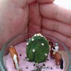 我がサボテン🌵