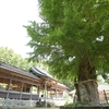 田原若宮八幡社の大イチョウ　大分県杵築市大田永松