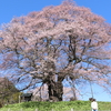 人気の醍醐桜を見てきました！やっぱりすばらしい！【岡山県真庭市】