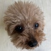 2025年5月4日🐾 今日のマヤ暦