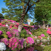 根津神社つつじ今が見頃！2019年4月28日現在