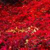 2025年12月9日　上尾運動公園で紅葉狩り