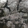 満開の桜