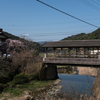 御祓の屋根付き橋としだれ桜　内子