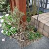 長雨でローズマリーが黒くなってしまいました。