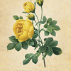 YELLOW ROSE｜黄色のバラ (ロサ・スルフレア) Enthusiasm & Friendship