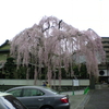 今週のお題「桜」