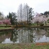 2012年／悠久山の桜