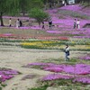 立谷川河川敷の芝桜