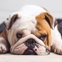 DMAE vs ペプチド：リフトアップに最適なのはどっち？成分比較ガイド