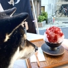 【対決】犬と食すかき氷 vs 犬が食せるアイス、どっちにする？  ～天ノ屋 下北沢本店＆Fantail Cafe～